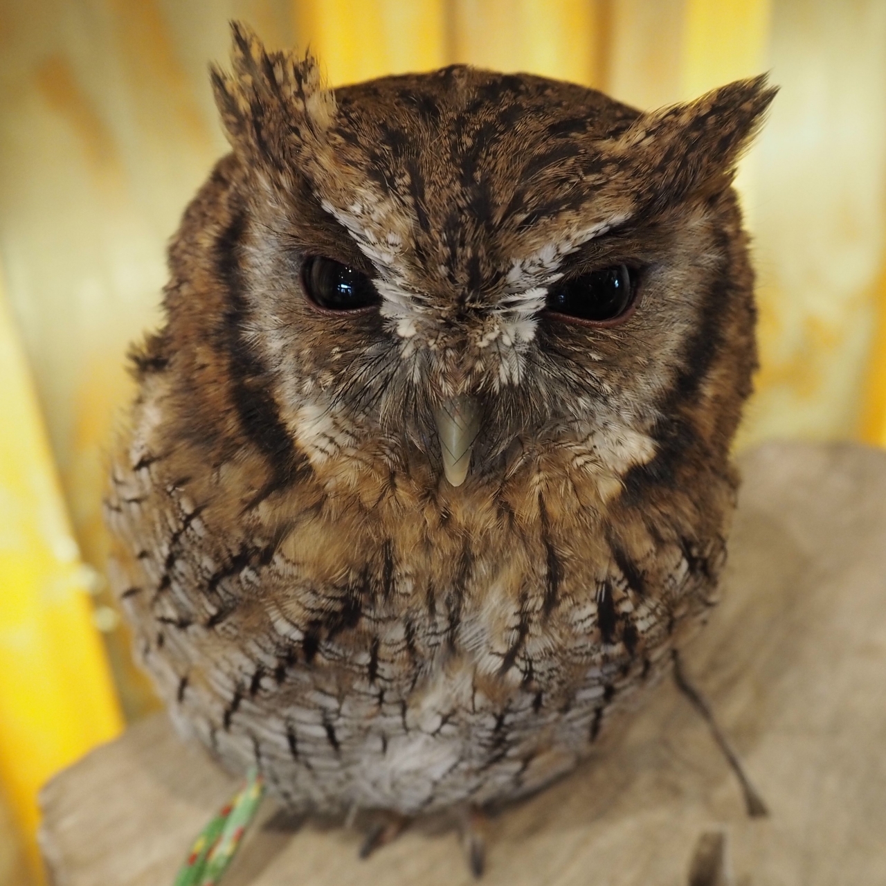フクロウたちの紹介 | 幸せのフクロウカフェ chouette（シュエット）