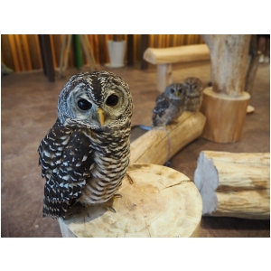 アカアシモリフクロウ桃次郎(Sold out)